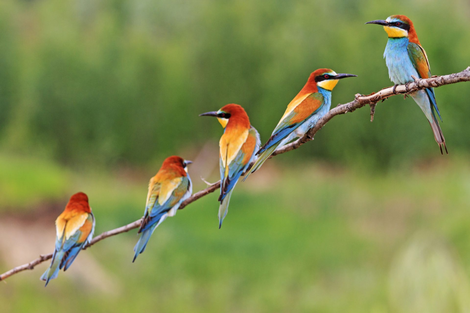 56443385 Group Of Colorful Birds Sitting On A Branch European Bee Eaters Cedive